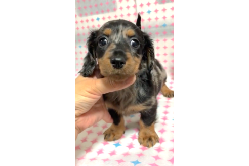 成約済の神奈川県のミニチュアダックスフンド(ロングヘアード)-123481